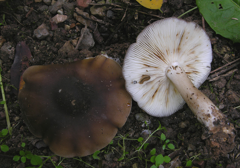 Lyophyllum da determinare.